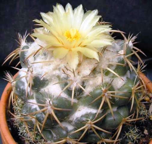 coryphantha_andrae